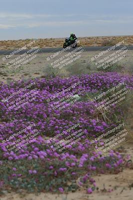 media/Jan-14-2023-SoCal Trackdays (Sat) [[497694156f]]/Turn 14 Exit Bloomig (145pm)/